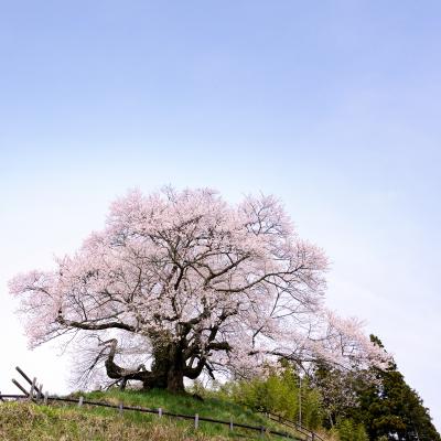 青空に一本桜　を求めて！　でも、それ以外の桜にも目がいきます