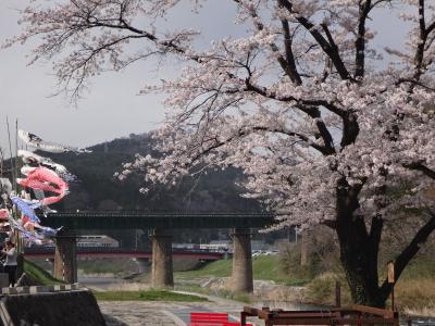 岩手は桜満開でした