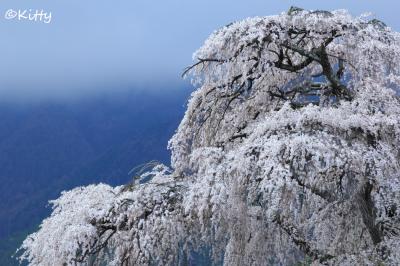 信州桜めぐりの旅(1)【梓川釈迦堂の枝垂れ桜・南小倉の枝垂れ桜・田多井の枝垂れ桜・北小倉の枝垂れ桜】