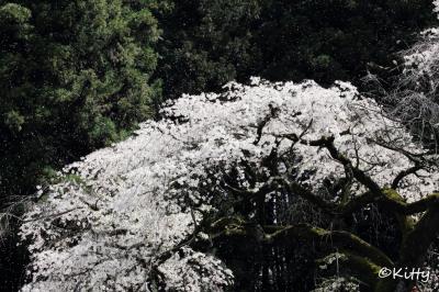 信州桜めぐりの旅(2)【弘法山古墳の桜・弘長寺の枝垂れ桜・夢農場の桜】