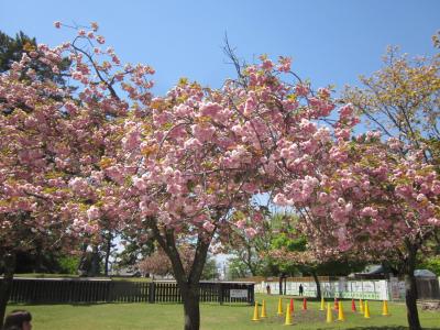 初夏の奈良　大和キッチン営業開始