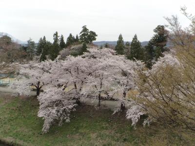 南東北桜の名所めぐり８景  3日間