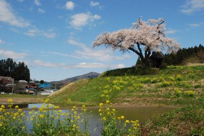 田村市「小沢の桜」を訪ねて（福島）