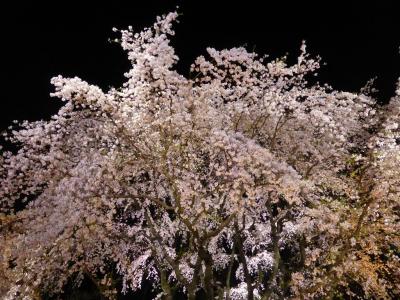 2015　六義園の夜桜・しだれ桜