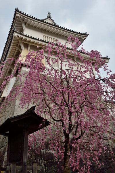 福島の桜名木巡り（１）　～霞ケ城公園の雨上がりの桜～