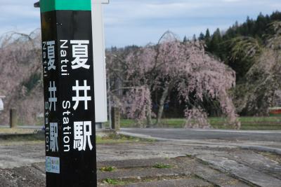 磐越東線「夏井の千本桜」を訪ねて（福島）