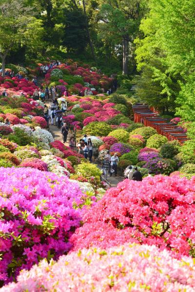 「　根津神社　つつじまつり　」　2015