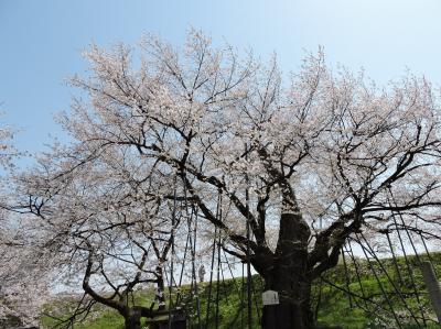 中山町長崎「お達磨の桜」（山形の桜）