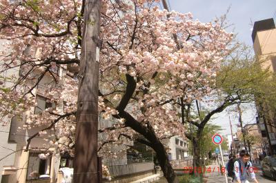 ２０１５．京都　三条・高瀬川　周辺　