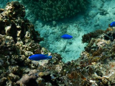初☆宮古島！　食も遊びも満喫　2日目　