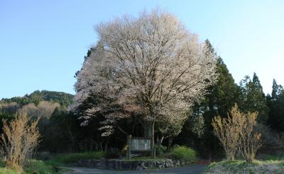 推定樹齢７００年、岡山県指定天然記念物黒岩の山桜と初逢瀬