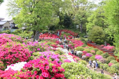 東大のハチ公に会ってから、根津神社のつつじを見に行きました