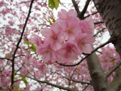 第２５回　河津さくらまつり