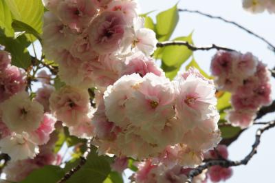 20150425-2 浜離宮庭園 最後の桜と、咲き始めのつつじや藤棚とか