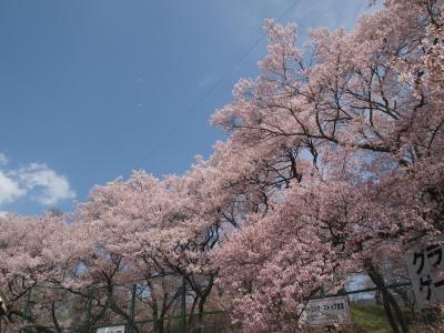 ５日間限定企画！立山黒部アルペンルート絶景！雪の大谷ウオークと高遠の桜「高遠の桜編」