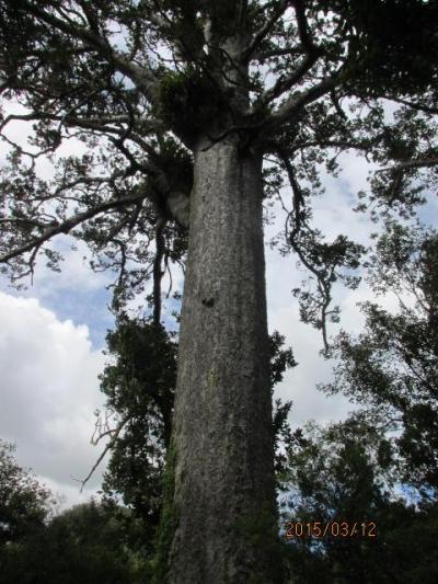 「ニュージーランド『感動』の１週間」（３７）オークランド・カウリ自然公園で。