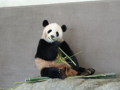 2015年4月 アドベンチャーワールドへ双子のパンダの赤ちゃん桜浜と桃浜を見に！