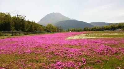 長崎県しまばら芝桜公園