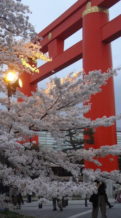 京　平安神宮　桜