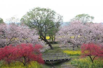 春遅い「北信州」の”花巡り”！！