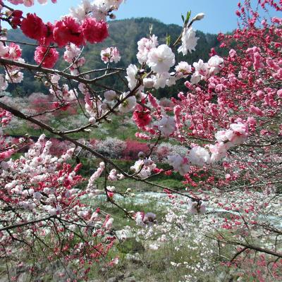 桃源郷　阿智村月川温泉～花桃の里　花桃まつり　に行ってきました。　2015ＧＷ