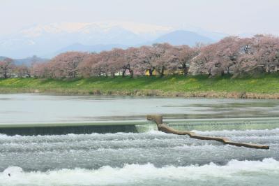 船岡城址と福島の桜を求めて?（空撮・船岡城址・白石川堤の千本桜）