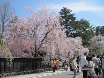みちのく小京都・角館の桜