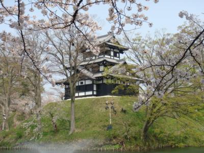 新潟の桜