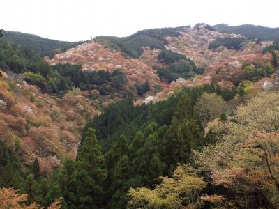 吉野の千本桜、必見ですよ！