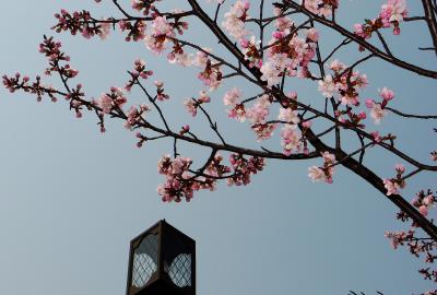 室蘭の桜