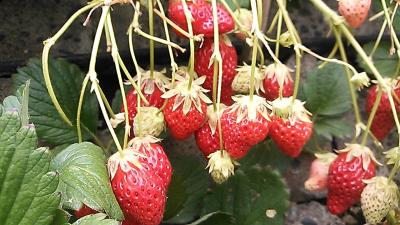 千葉県でイチゴ狩り