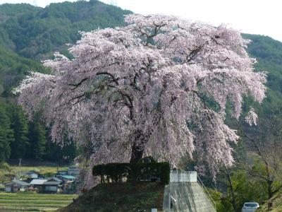 桜を追って、伊那の旅　～２～