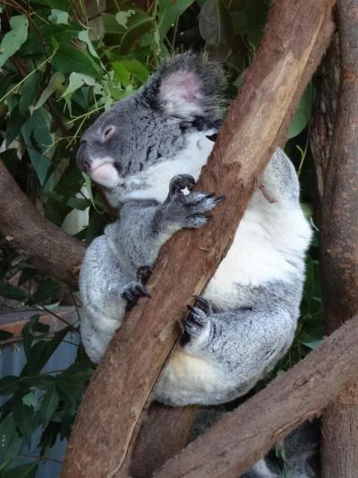 2012年秋はオーストラリアに行ってみました。(13) キュランダでコアラを抱く。