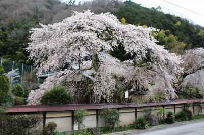 樹齢２００年教安寺（室生下田口）の枝垂れ桜