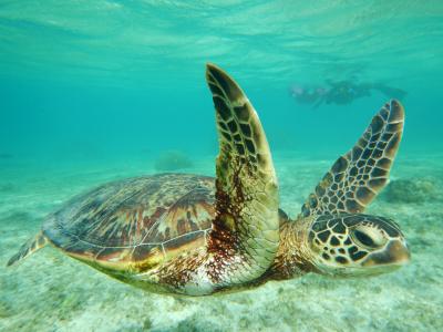 ２度目の宮古島　シュノーケリング   （１日目）   シギラリゾート内「ブリッサ」泊