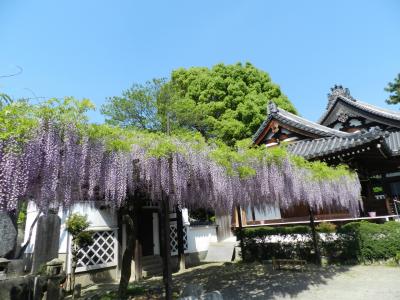 西国三十三ヶ所第五番札所『葛井寺（ふじいでら）』◆その名の通り「藤」が美しいお寺でした～！