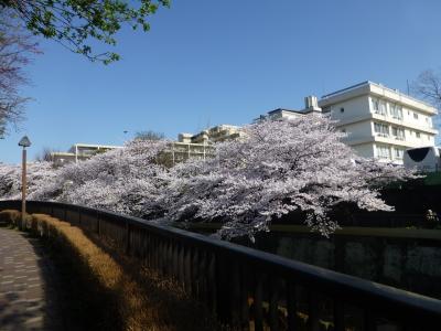 石神井川の桜並木をおば散歩【後半】