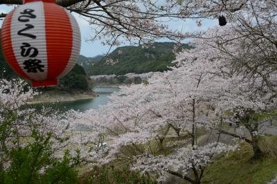 七川ダム湖畔（和歌山県）のサクラ