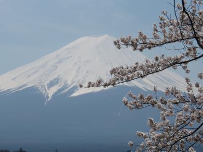 富士山と桜