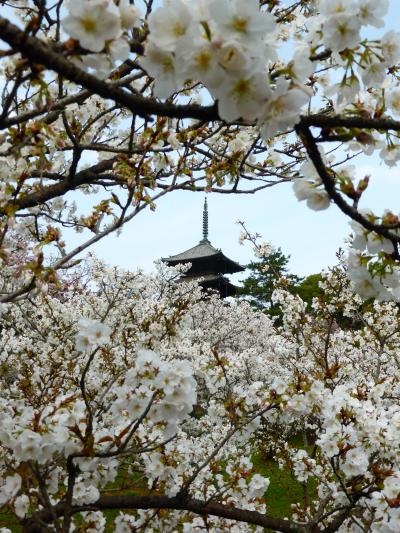 桜咲く春の京都へ1泊2日～2015.4.9-10②～