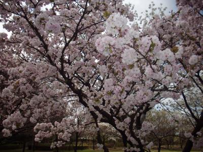 関東桜行脚　４　足立区荒川堤の桜