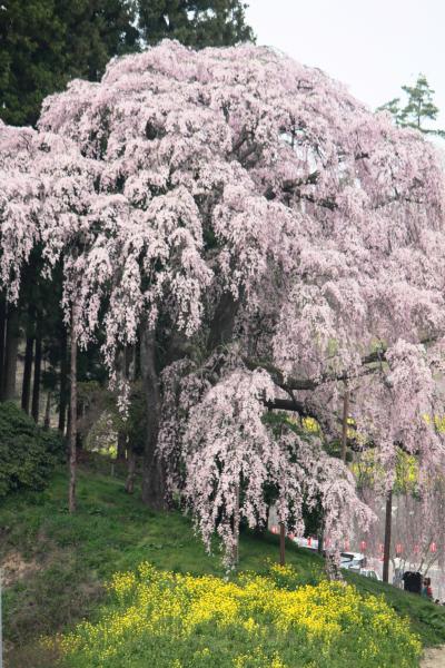 船岡城址と福島の桜を求めて?（霞ケ城公園・安達が原・合戦場のしだれ桜・小沢の桜）