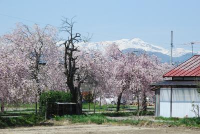 喜多方「しだれ桜散歩道」を訪ねて（福島）