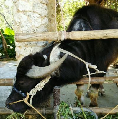 夫婦旅行】沖縄２nd☆２日目～本島