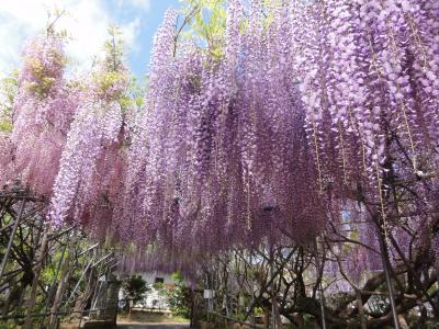 御近所のフジの花