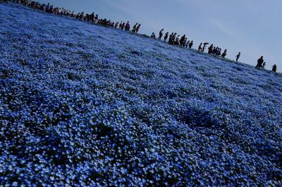 国営ひたち海浜公園のみはらしの丘でネモフィラ観賞！