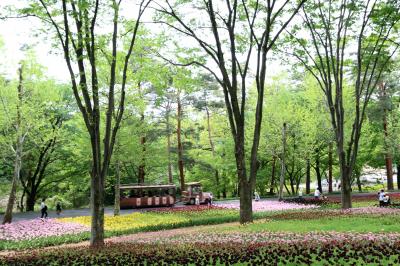 昭和の日の森林公園と埼玉こども動物自然公園（１）間に合わなかったチューリップと、代わりに出会えた金の宝石キンランと幻のフデリンドウほか園内の盛春の野花たち