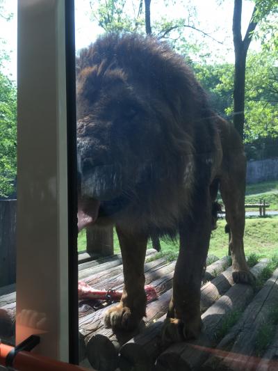 目的はライオンバスとオオカミさん～多摩動物公園に行ってきました。