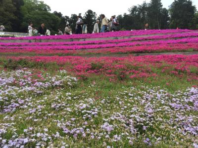 芝桜の小道