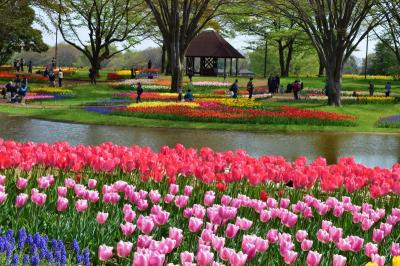 昭和記念公園のチューリップは夢世界